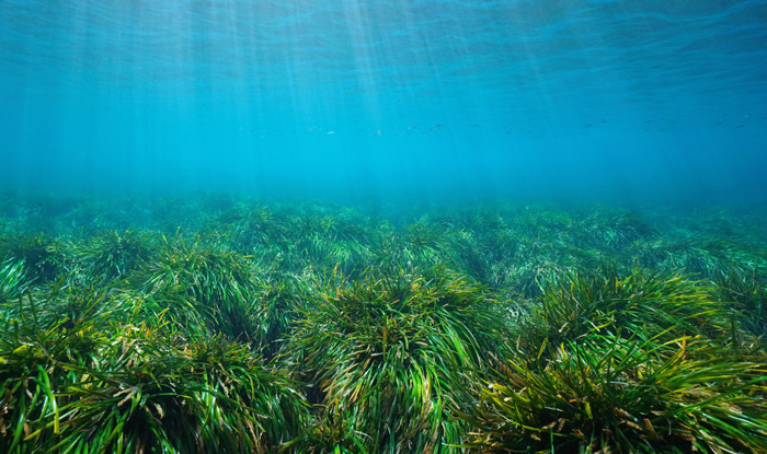 Posidonia oceanica covers the seabed under the Mediterranean Sea, off the coast of Spain
