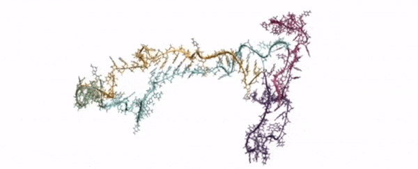 Mesmerizing video reveals RNA folding in all its strange, tangled glory