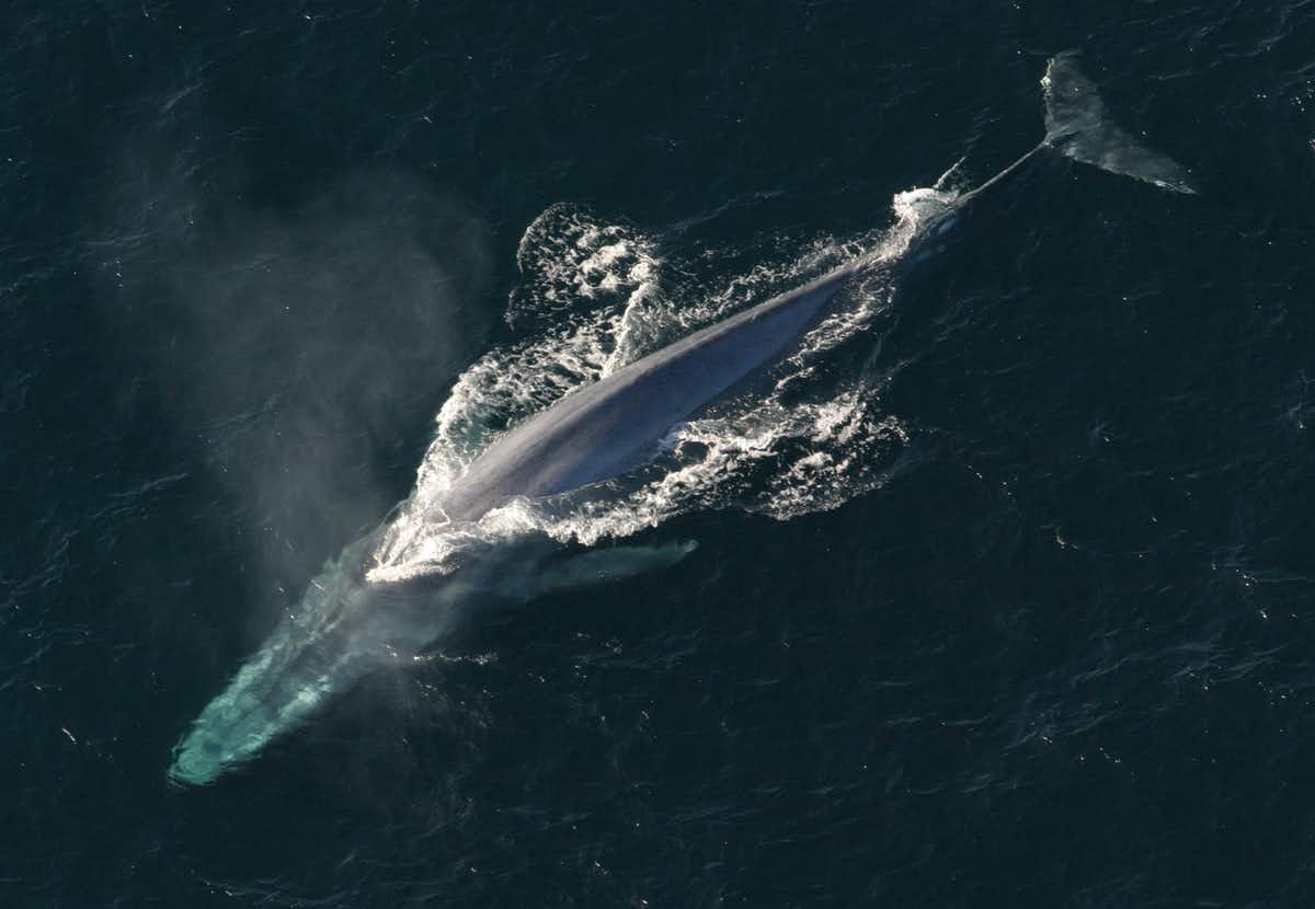 Blue whales are thought to be the largest animals to ever exist. (Anim/Flickr/NOAA Photo Library)