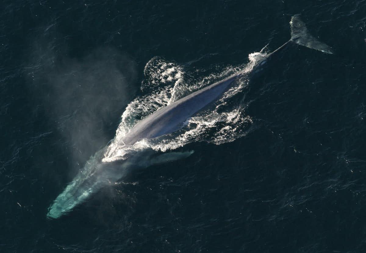 Whales Are Finally Returning to Our Planet's Polar Regions After 40