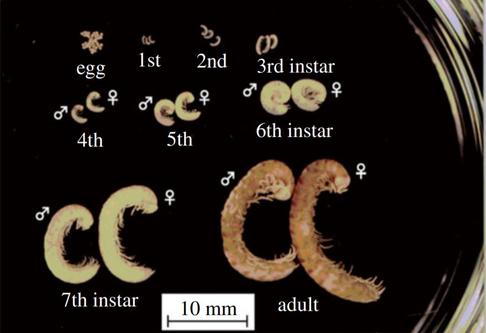 millipede train swarm image 1