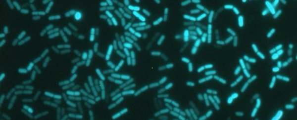 In first-of-its-kind discovery, scientists confirm bacteria have a 24-hour body clock