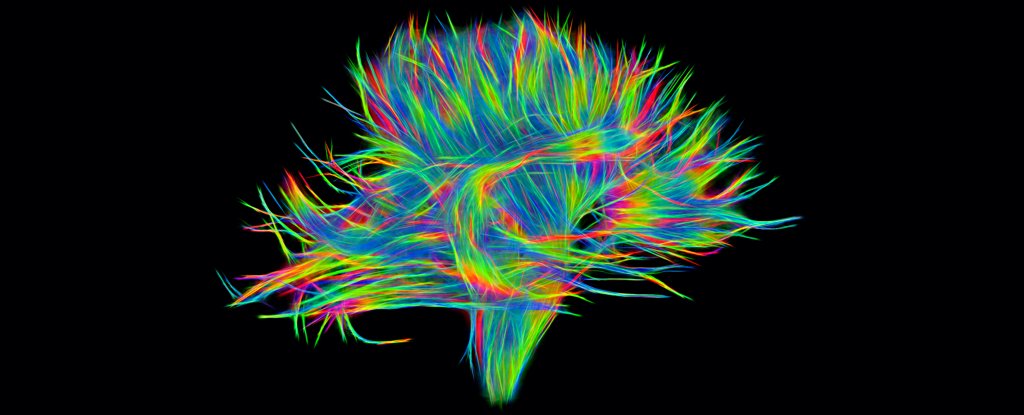 White matter nerve fibres in the brain. 
