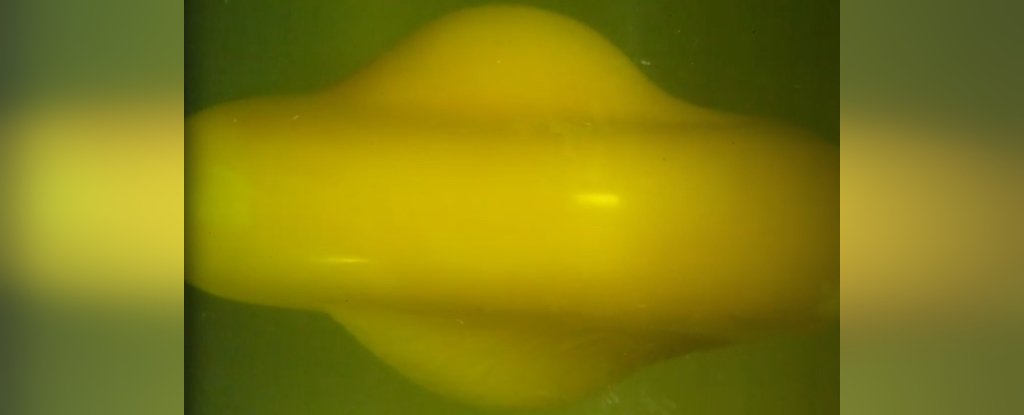Photo of Warped Egg Yolks