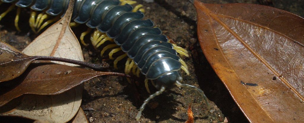A different species of millipede in the same genus. 