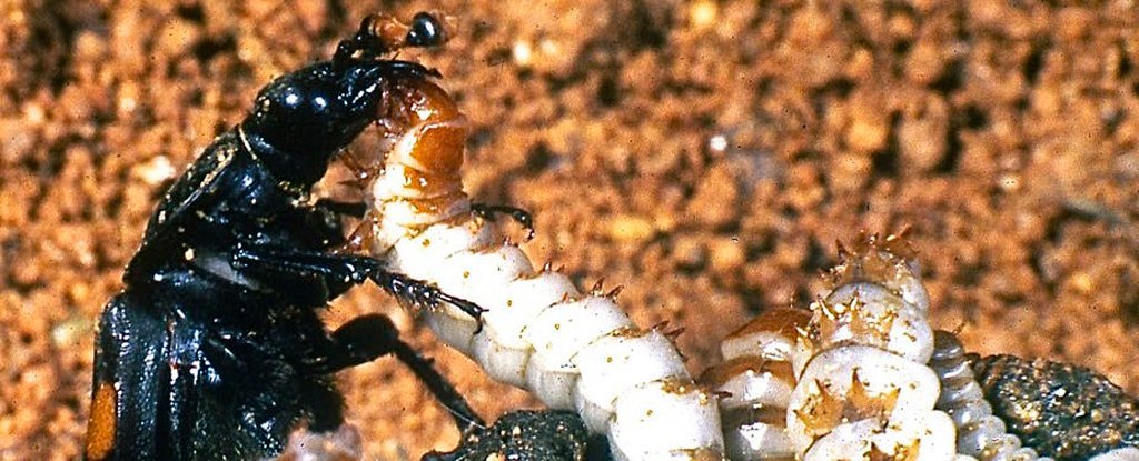 Parent beetle regurgitating liquefied carrion to its young. 