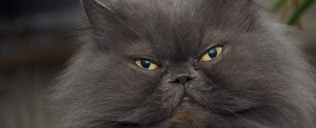 People left some breeds of cats with grimaces stuck on their faces forever