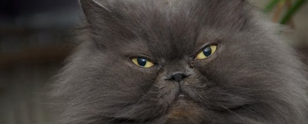 Humans have left some cat breeds with grimaces forever stuck on their faces