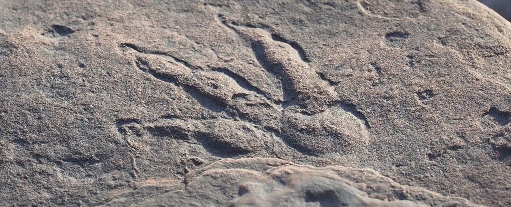 10-cm long print found near Bendricks Bay, south Wales, 30 January 2021. 