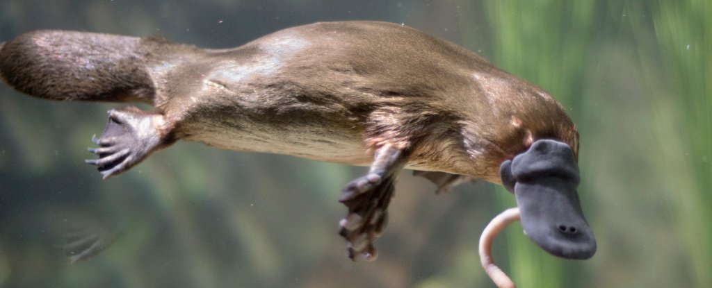 Platypus eating a worm. 