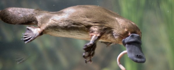 Now we know why platypus are so weird - their genes are part bird, reptile, and mammal