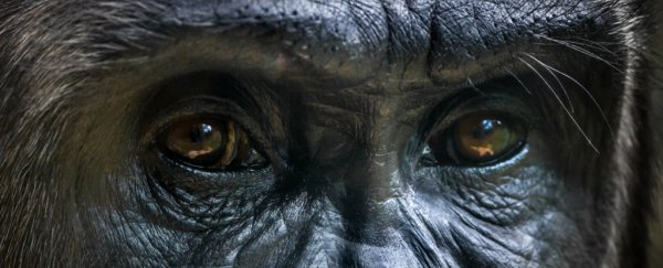 First confirmed case of COVID-19 transmission to great apes