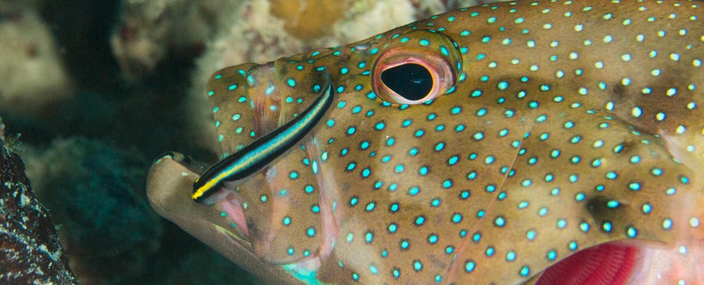 A sharknose goby cleans the lip of a larger fish. 