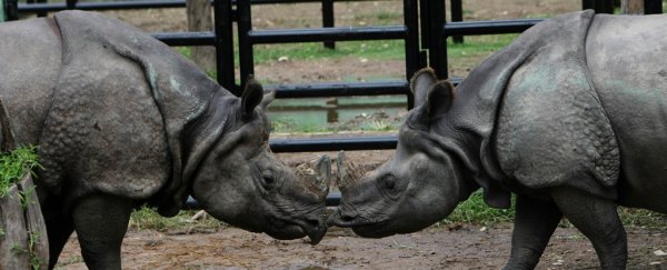 The pandemic has made dating difficult, even for a rhinoceros