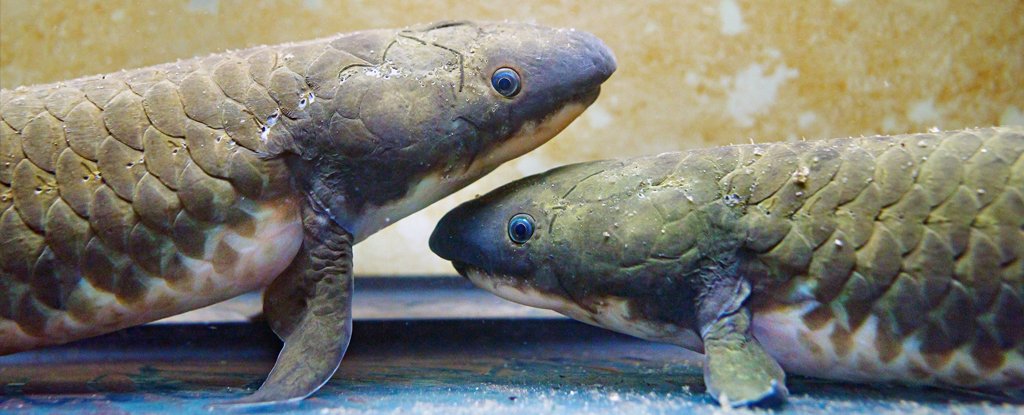 Australian Lungfish 