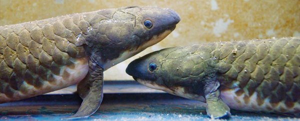 The Massive Genome of the Lungfish May Explain How We Made The Leap to Land
