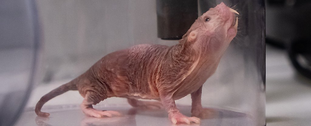 Naked mole rat chirping for the microphone. 