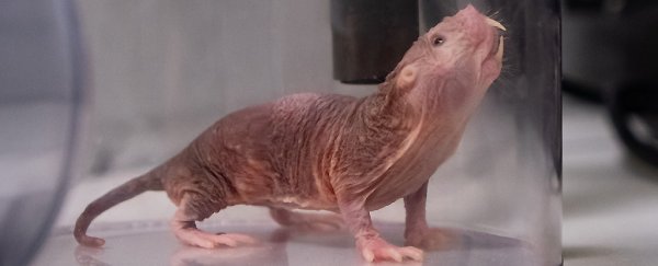 As if they weren't weird enough, naked mole rats have culture-based dialects