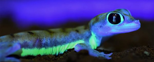 Scientists surprised by geckos lighting up desert nights with neon-green sides