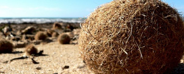 Seagrass is doing us all a favor and trapping our plastic in balls