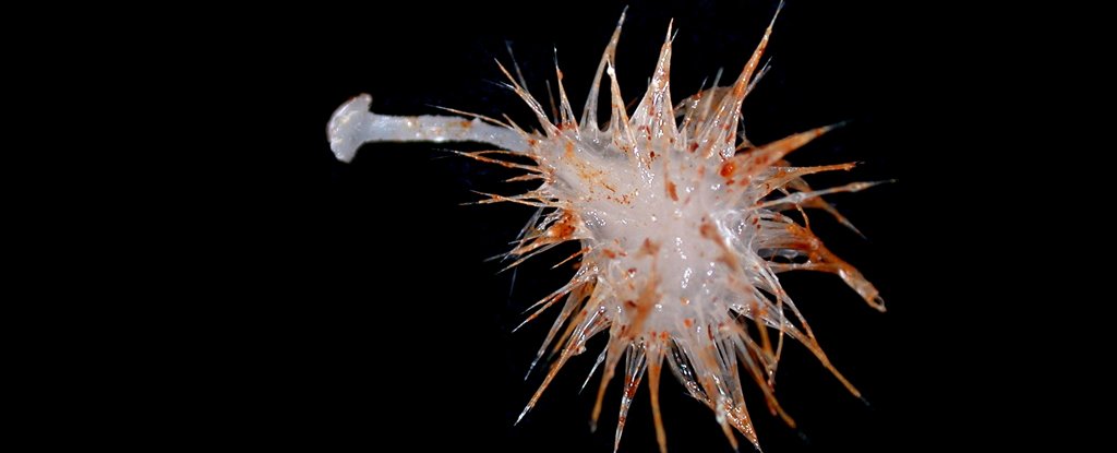 Scientists have just discovered 3 new types of carnivorous sponge in the deep ocean