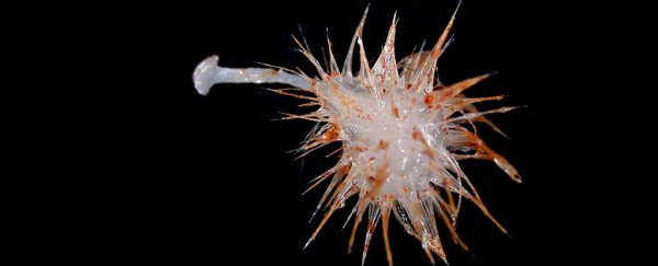 Scientists Just Discovered 3 New Kinds of Carnivorous Sponge in The Deep Ocean