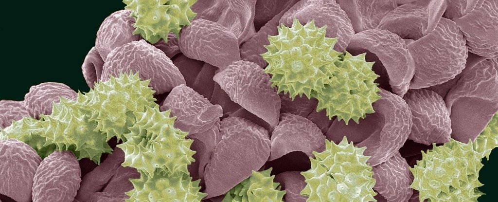 Scanning electron micrograph of plant pollen 