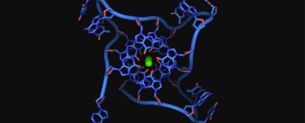Rare 4-stranded DNA has been observed in action for the first time