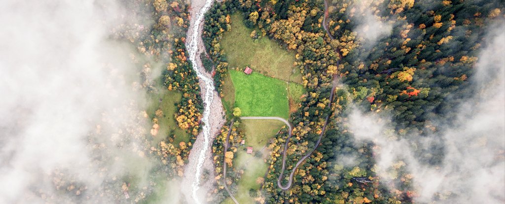 Photo of Unsere Wälder sind auf dem besten Weg, bis 2050 einen kritischen Wendepunkt zu erreichen, warnen Wissenschaftler