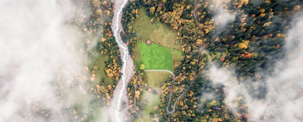 Our forests are on track to hit a crucial climate tipping point by 2050, scientists warn