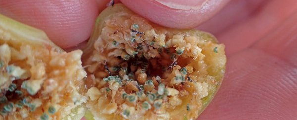 Unusual wasp partnerships help non-native figs to thrive in Hawaii