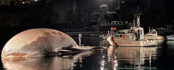 One of the largest whale carcasses ever found has washed up in Italy
