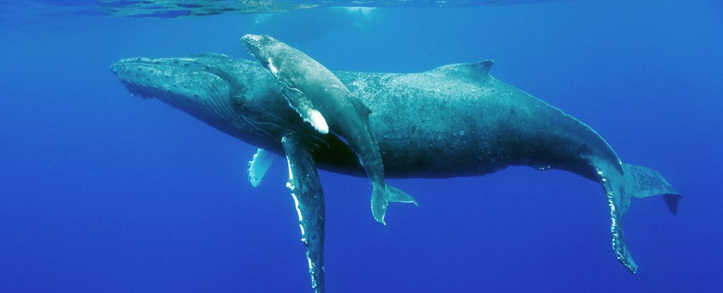 Humback whale and calf. 