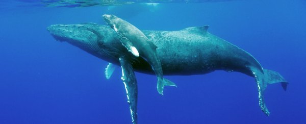 Whales are finally returning to our planet's polar regions after 40 years