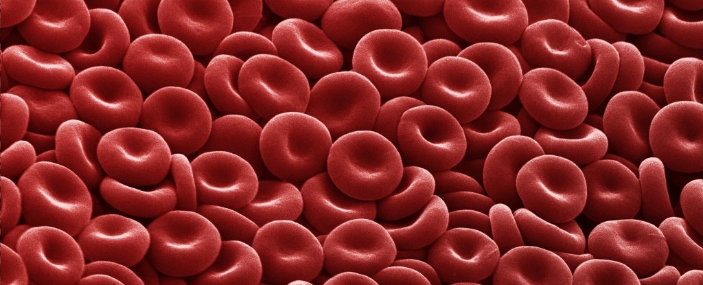 Red blood cells. 