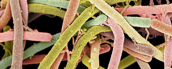 Deadly bacteria could be sharing antibiotic resistance faster than we thought