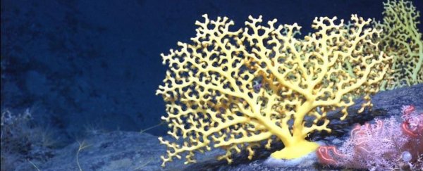 Deep-sea coral reefs found surviving in Ireland at the edge of a submarine canyon