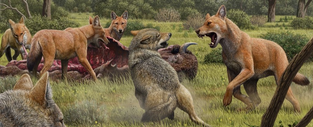 Dire Wolves may be lonely survivors of an old generation
