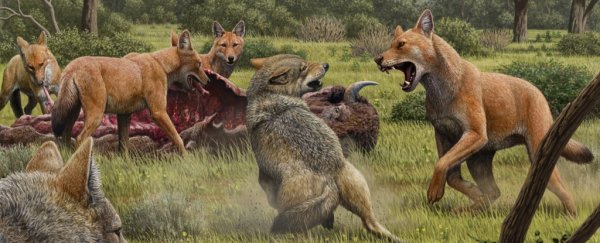 Dire wolves may have been lonely survivors of an ancient lineage