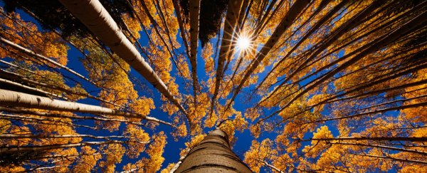 Clues on 1,000 years of the Sun's turbulent activity are hidden in Earth's trees