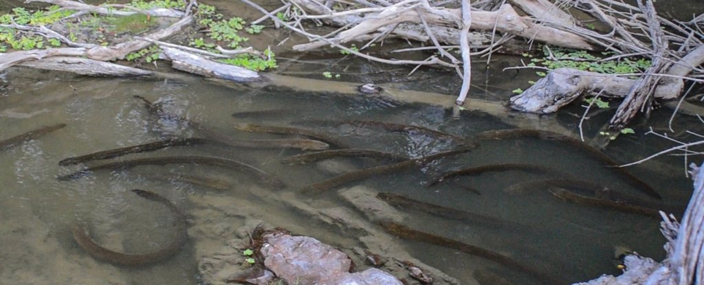 For the first time, electric eels have been seen hunting and zapping