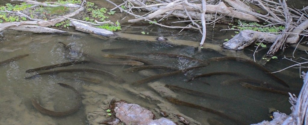 For the first time, electric eels were seen as hunting and snow prey as a group