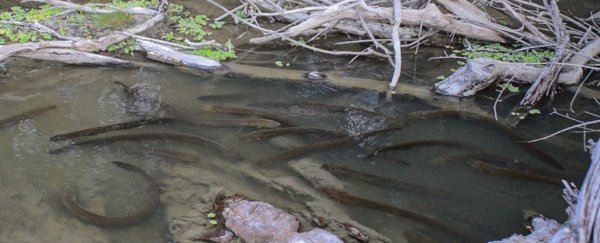For the first time, electric eels have been seen hunting and zapping prey as a group