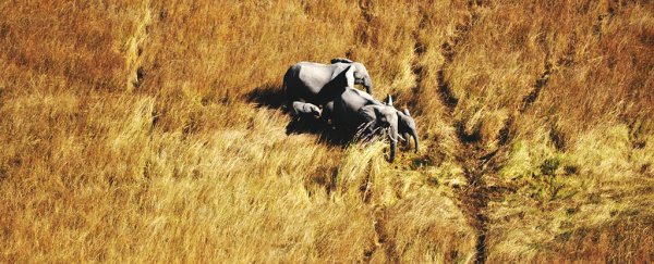A new method has been enlisted to help save elephants, and it involves space