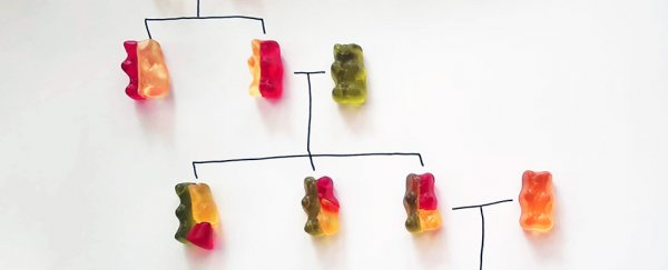 This simple gummy bear experiment is the perfect way to teach complex genetics