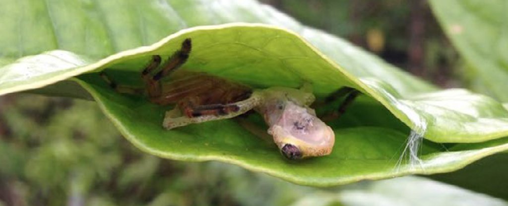 Photo of Huntsman Spiders