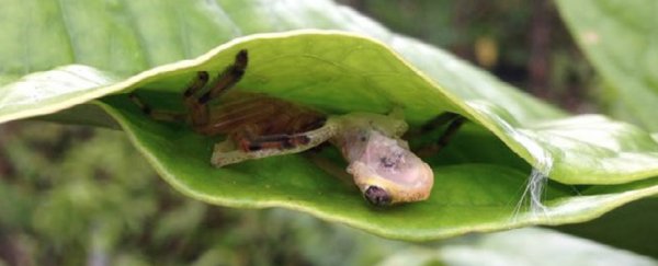 Huntsman spiders have been found weaving 'frog traps' out of silk and leaves