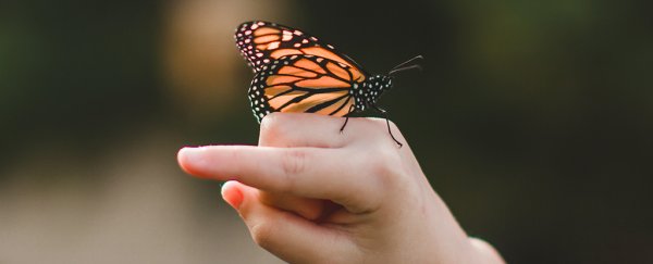 We need to talk about the rapid decline in insects around the world
