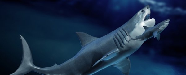 Megalodon likely grew so big by hatching in the womb and eating unborn siblings
