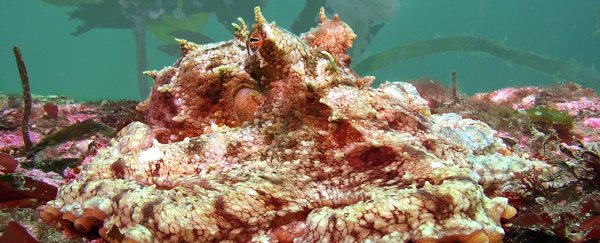 Octopuses May Be Adapting to The Rising Acidity of Our Oceans, Study Suggests